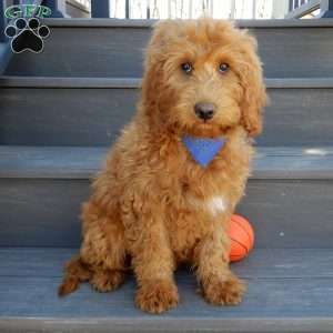 Kole, Mini Goldendoodle Puppy